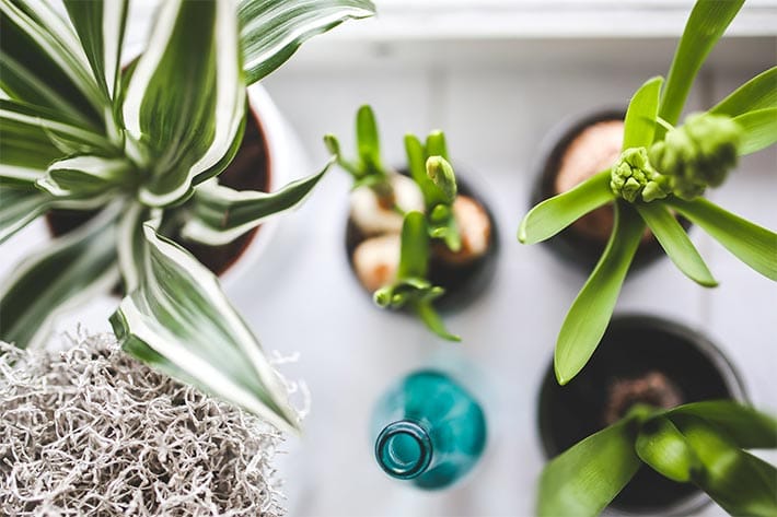 Keuken aankleden met planten